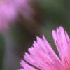 Erigeron 'Rosa Juwel', flowers