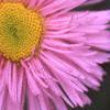Erigeron 'Rosa Juwel', flowers