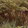 Eupatorium capillifolium 'Elegant Feather', habit