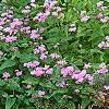 Conoclinium coelestinum, habit