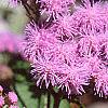 Conoclinium coelestinum, flowers