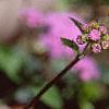 Conoclinium coelestinum, flowers