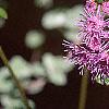 Conoclinium coelestinum, flowers