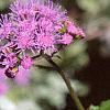Conoclinium coelestinum, flowers