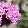 Conoclinium coelestinum, flowers