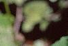 Conoclinium coelestinum, flowers
