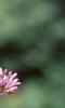 Eupatorium maculatum, flowers