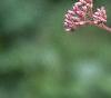 Eupatorium maculatum, flowers