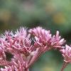 Eupatorium maculatum, flowers