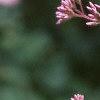 Eupatorium maculatum, flowers