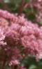 Eupatorium maculatum, flowers