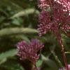 Eupatorium maculatum, flowers