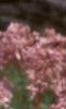 Eupatorium maculatum, flowers