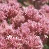 Eupatorium maculatum, flowers