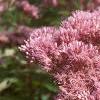 Eupatorium maculatum, flowers