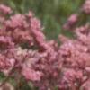 Eupatorium maculatum, flowers