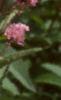 Eupatorium maculatum, flowers