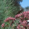 Eupatorium maculatum, flowers
