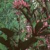 Eupatorium maculatum, flowers