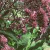 Eupatorium maculatum, flowers