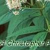 Eupatorium maculatum 'Album', flowers