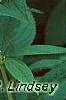Eupatorium maculatum 'Album', flowers