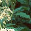 Eupatorium maculatum 'Album', flowers
