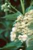 Eupatorium maculatum 'Album', flowers