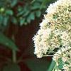 Eupatorium maculatum 'Album', flowers