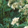 Eupatorium maculatum 'Album', flowers