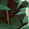 Eupatorium maculatum 'Album', flowers
