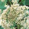 Eupatorium maculatum 'Album', flowers