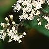 Ageratina altissima 'Chocolate', flowers