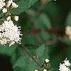 Ageratina altissima 'Chocolate', flowers