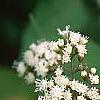 Ageratina altissima 'Chocolate', flowers