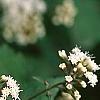 Ageratina altissima 'Chocolate', flowers
