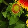 Gaillardia 'Bicolor Bright', flowers