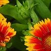 Gaillardia 'Bicolor Bright', flowers