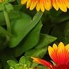 Gaillardia 'Bicolor Bright', flowers