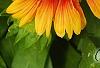 Gaillardia 'Bicolor Bright', flowers