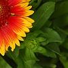 Gaillardia 'Bicolor Bright', flowers