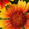 Gaillardia 'Bicolor Bright', flowers