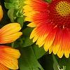 Gaillardia 'Bicolor Bright', flowers