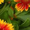 Gaillardia 'Bicolor Bright', flowers