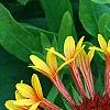Gaillardia 'Fanfare', flowers