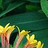 Gaillardia 'Fanfare', flowers