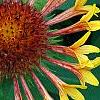 Gaillardia 'Fanfare', flowers