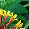 Gaillardia 'Fanfare', flowers