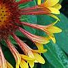 Gaillardia 'Fanfare', flowers