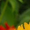 Gaillardia 'Moxie', flowers